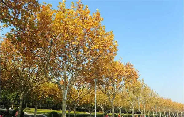 世界十大行道树，威海市树上榜，第五被称为榆木疙瘩 