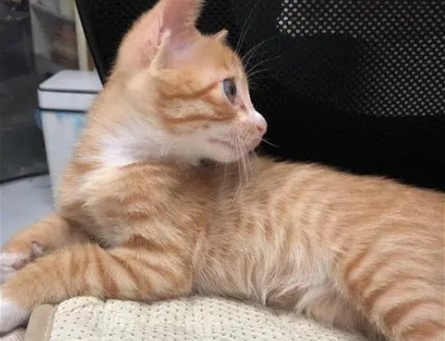 橘猫的耳朵大是什么品种(橘色的猫都可以叫橘猫(一般不超过100元)) 