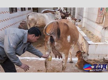 慢笑印度喝牛尿 牛尿中国最新牛的瘟疫病情报道有哪些功效与作用 