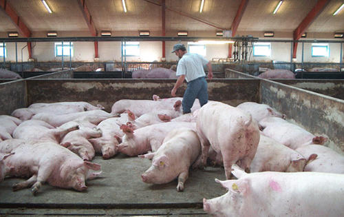 猪病毒感冒症状与治疗 猪流感是什么病毒 