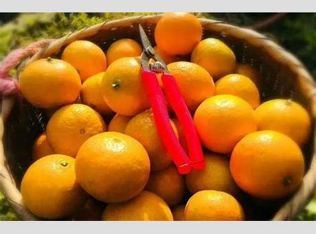 目前最好的柑橘品种是哪个 吃货们不容错过 哪个是你们心中NO1